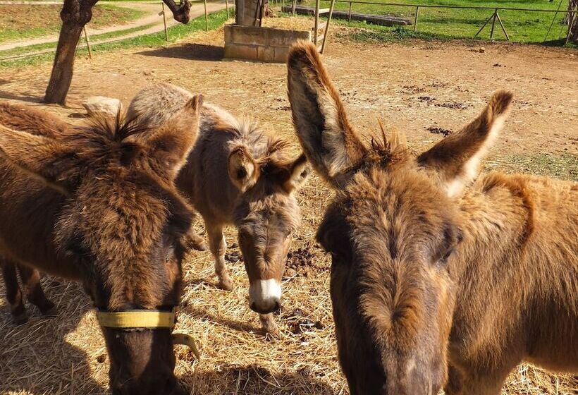 هتل روستایی Finca Hotel Ses Cases Noves