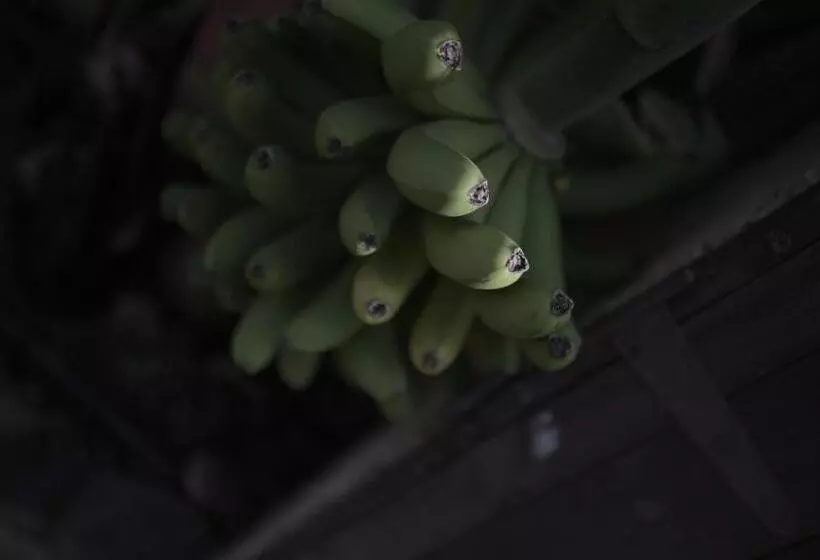 Los Amigos Nest Hostel