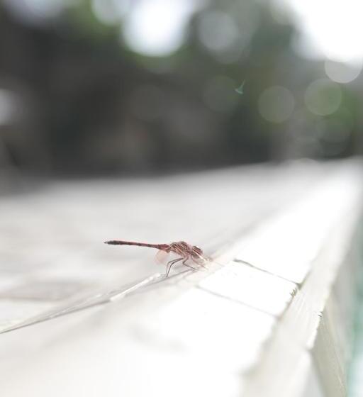 Los Amigos Nest Hostel