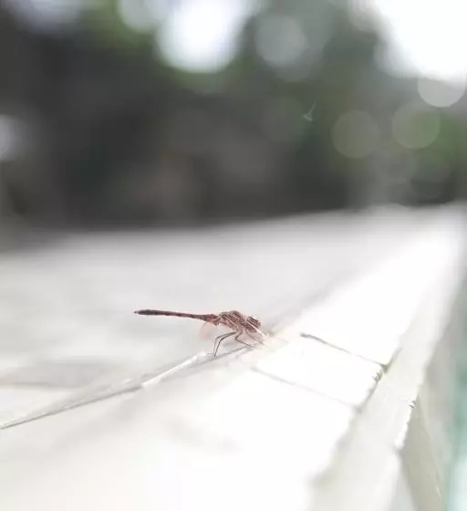 Los Amigos Nest Hostel