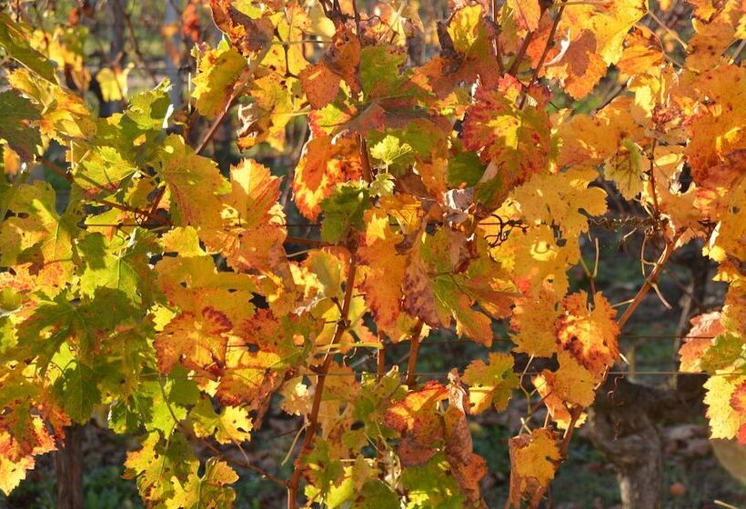 پانسیون Château La Renommée