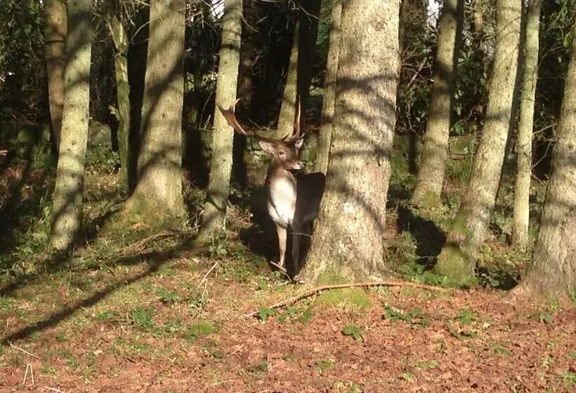 Birch Lodge 19 With Hot Tub