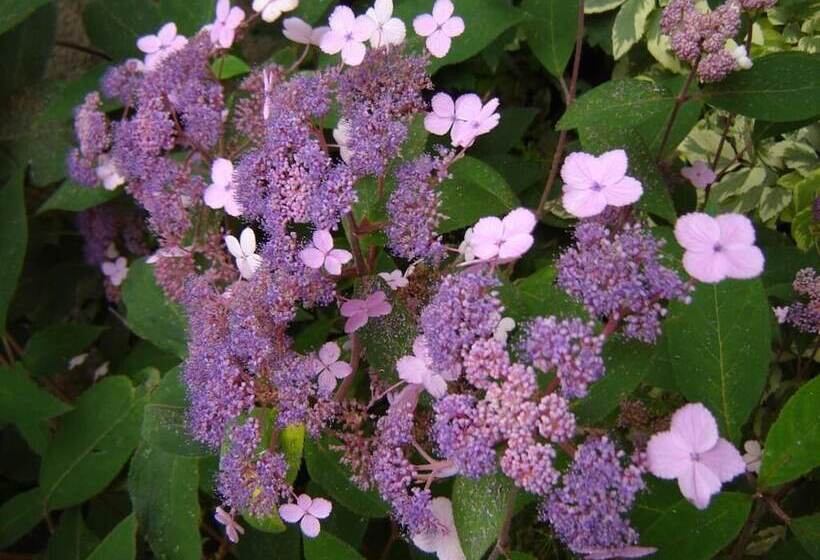 Пансион Le Nid D'omer