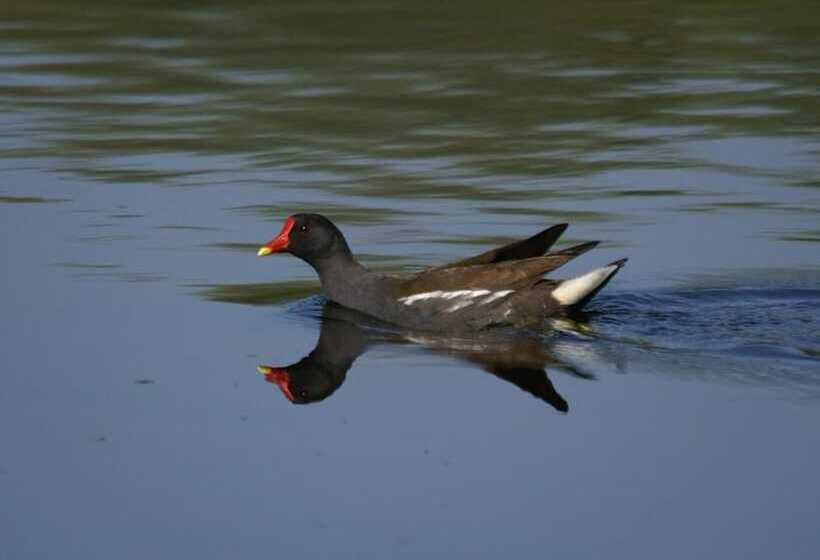 Пансион Le Nid D'omer