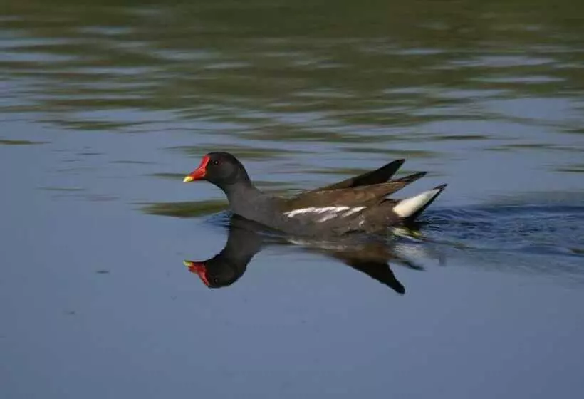 Majatalo Le Nid D'omer
