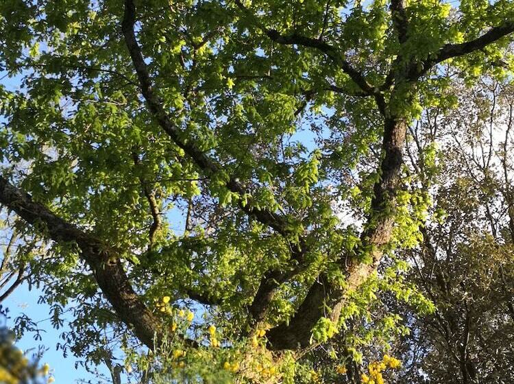 پانسیون Brevocean