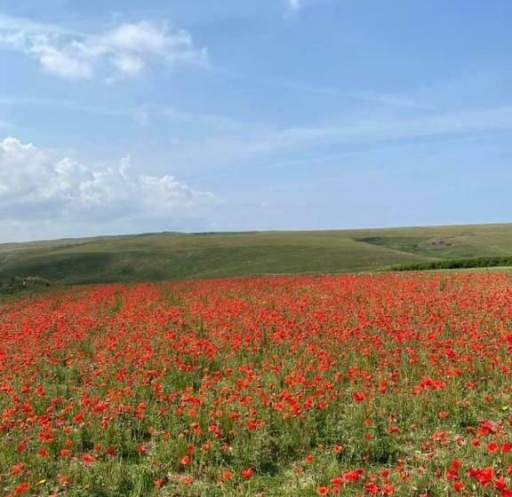 Bed and Breakfast Alderberry Lodge