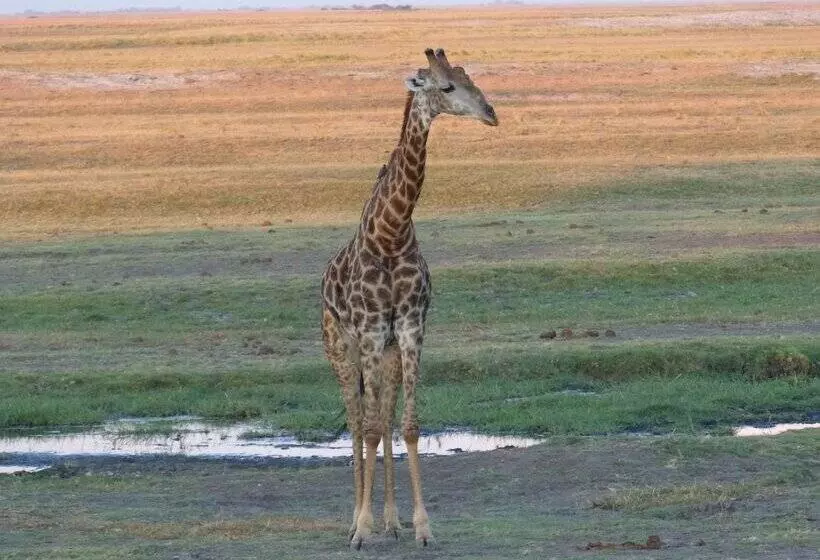 Jollyboys Camp   Hostel