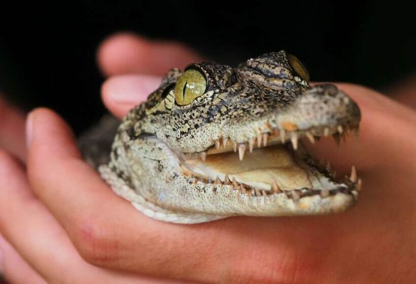 Jollyboys Camp Hostel