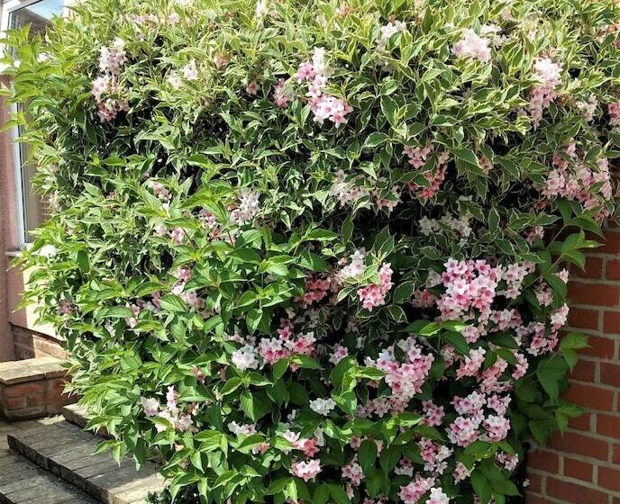 פנסיון Sizewell Lodgings