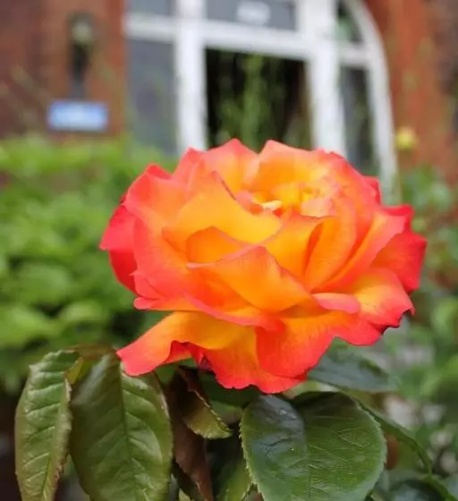 Majatalo The Winchester