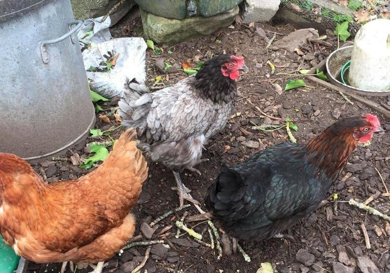 צימר The Wendy Hoose