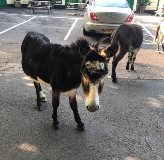 민박 The New Forest Inn