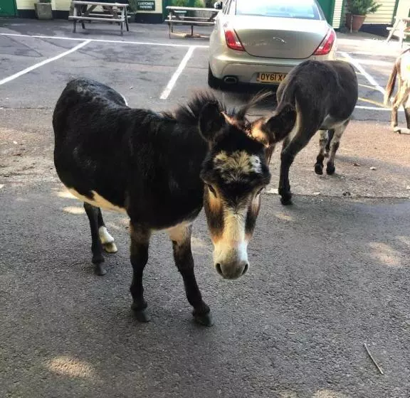 Aamiaismajoitus (B&B) The New Forest Inn