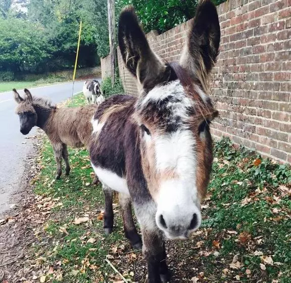 Aamiaismajoitus (B&B) The New Forest Inn