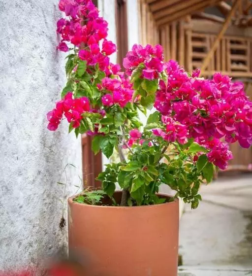 Hotelli Arqueológico San Agustín