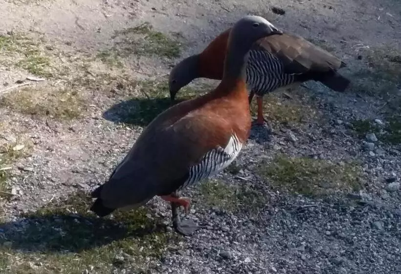 Hostelli Hosteria Lekun Lekun