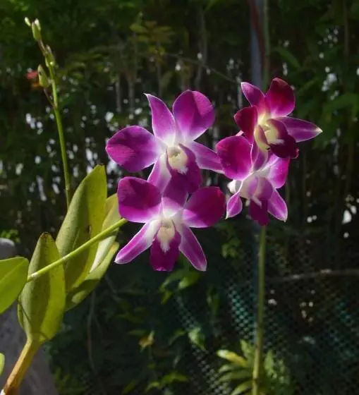 Pension Rising Sun Guest House