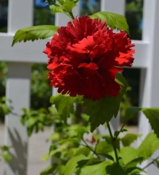 Pension Rising Sun Guest House