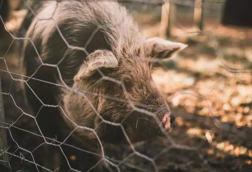 ベッドアンドブレックファースト Bella Manga Country Escape