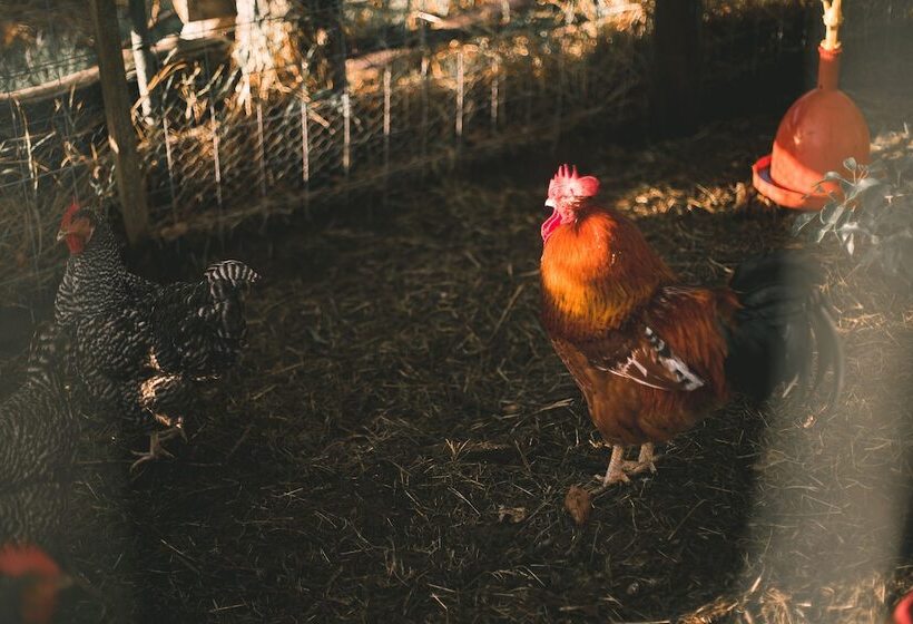 住宿加早餐  Bella Manga Country Escape