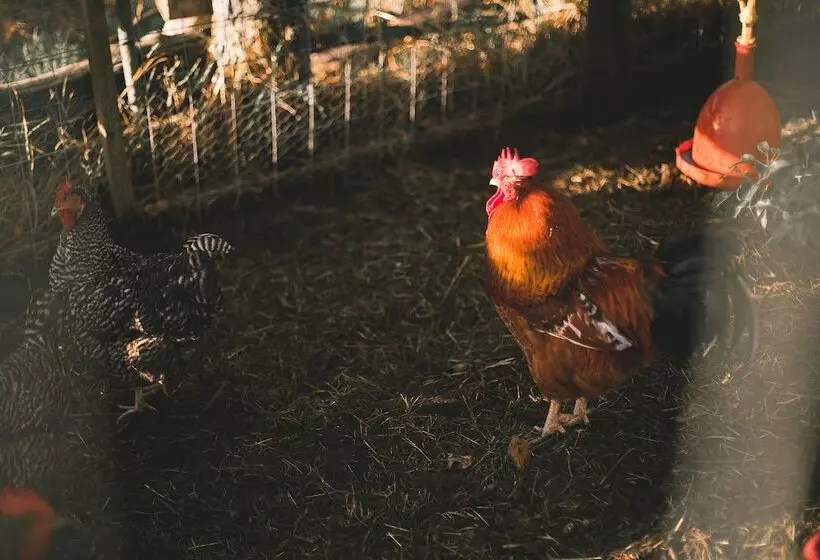 ベッドアンドブレックファースト Bella Manga Country Escape