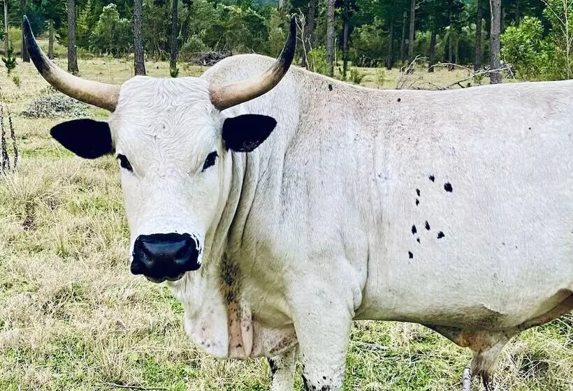 ベッドアンドブレックファースト Bella Manga Country Escape