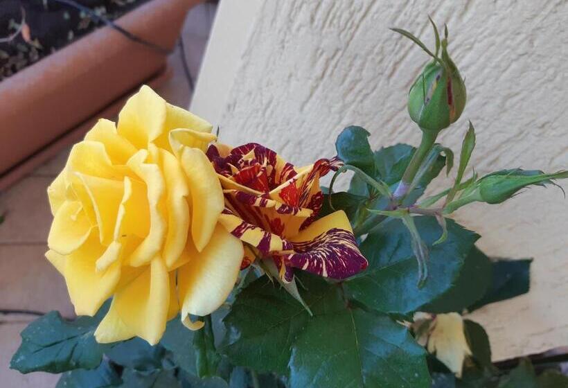 پانسیون Cesare S Guests Acitrezza