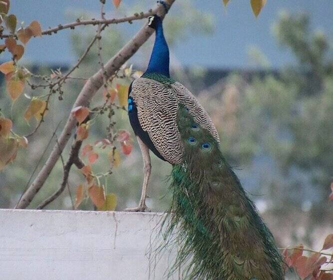 هتل Shahar Palace