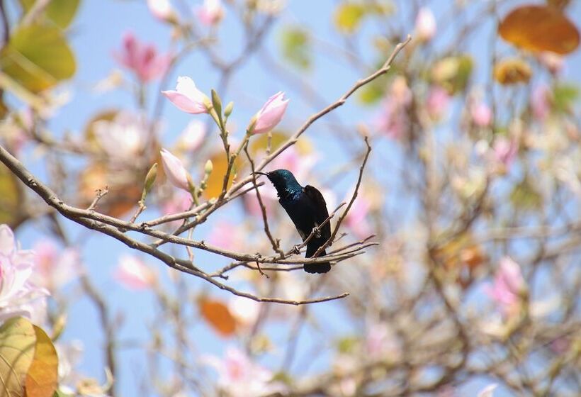 هتل Shahar Palace