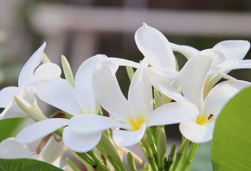 هتل Shahar Palace