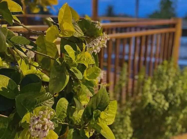 ホテル Pousada Alto Da Floresta Noronha By Alto Da Ilha