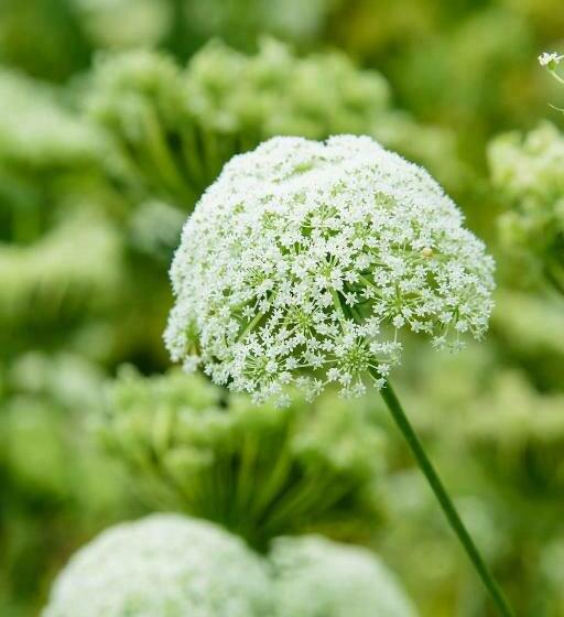 בית מלון כפרי Blue Lily Retreat