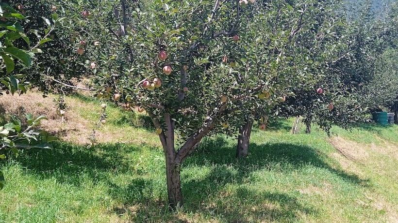 Magic Himalayan Cottage