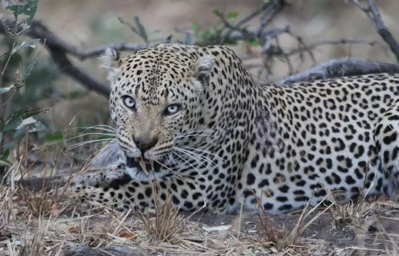 Hotelli Izulu Eco Lodge