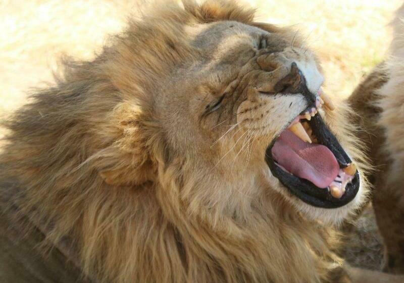 ホテル Izulu Eco Lodge