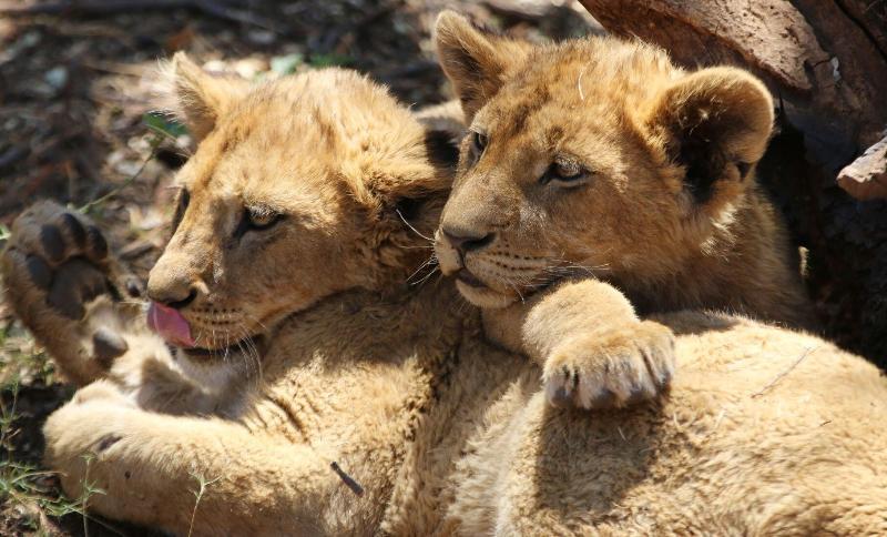 ホテル Izulu Eco Lodge