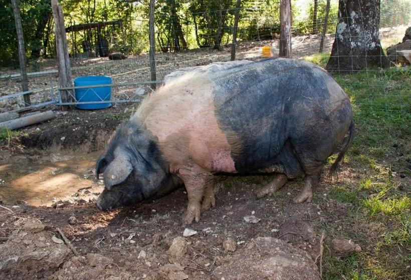 בית מלון כפרי Agriturismo Massoserpente