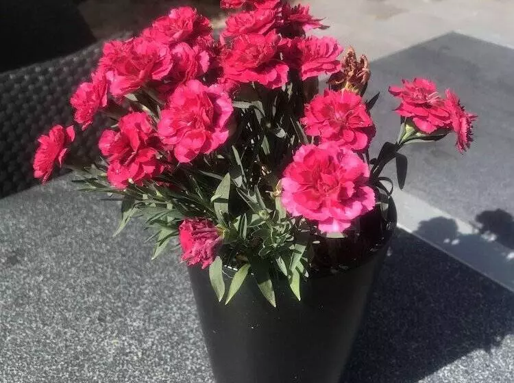 Aamiaismajoitus (B&B) Hilmors Overnatning