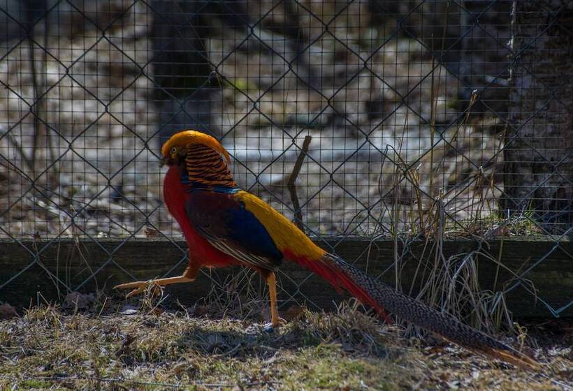 فندق Pajarinhovi