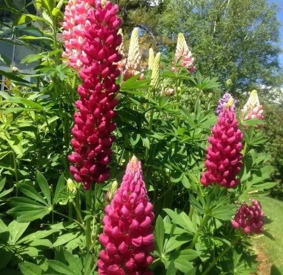 فندق Adair Country Inn & Restaurant