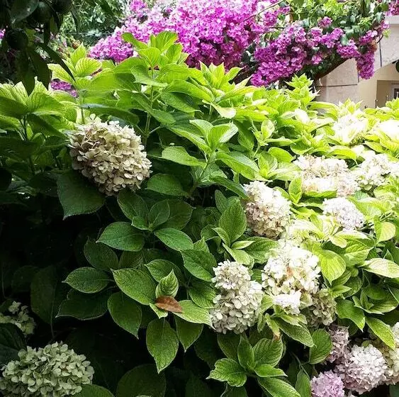 Apartments And Rooms Zvjezdana