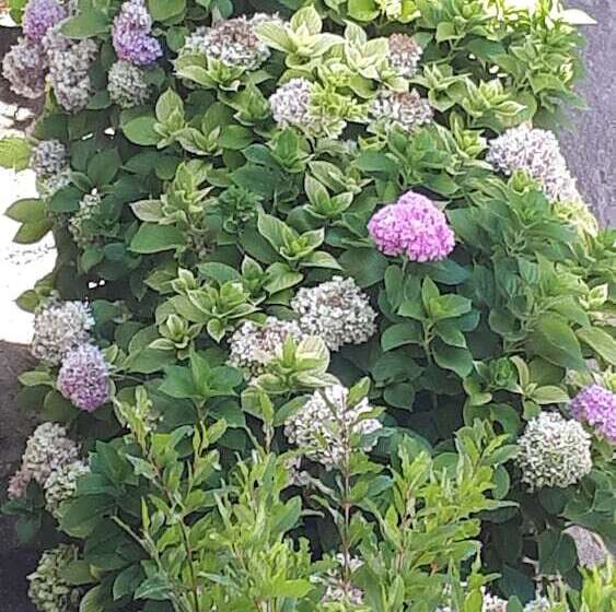 Apartments And Rooms Zvjezdana