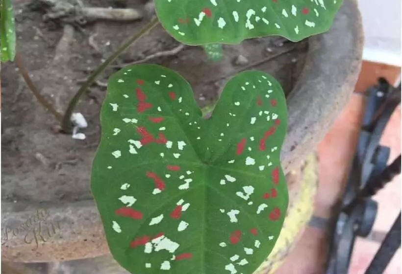 ホテル Posada Kin