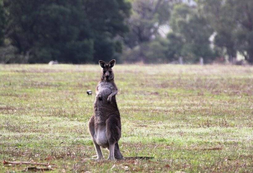 Pomonal Cottages Grampians