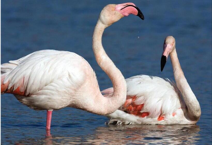 پانسیون Casa Da Praia Al