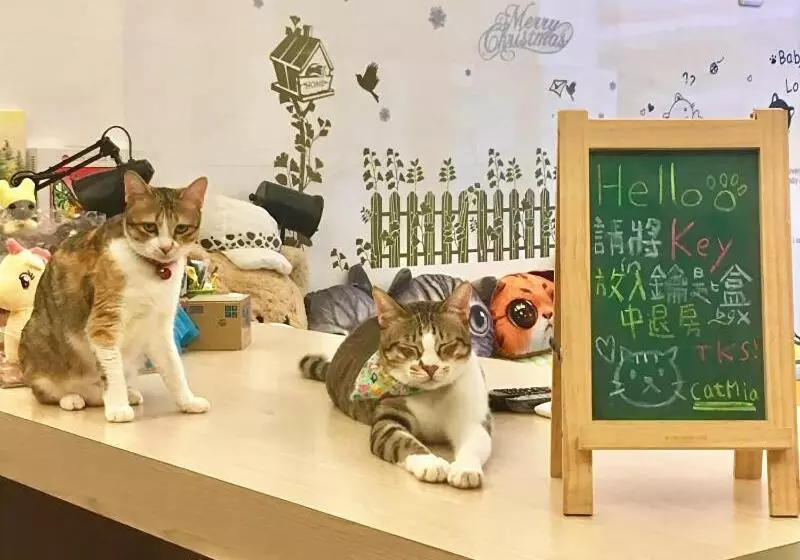 پانسیون Cat Mia Hostel