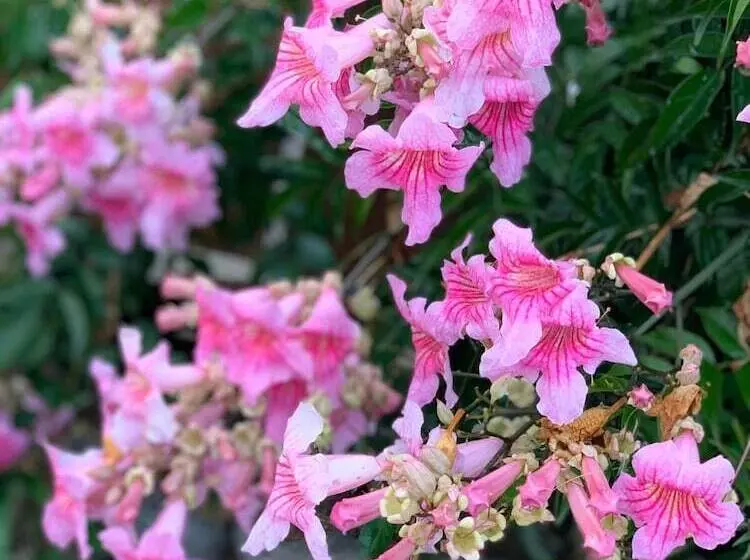 ベッドアンドブレックファースト Ziggys Mountain Retreat