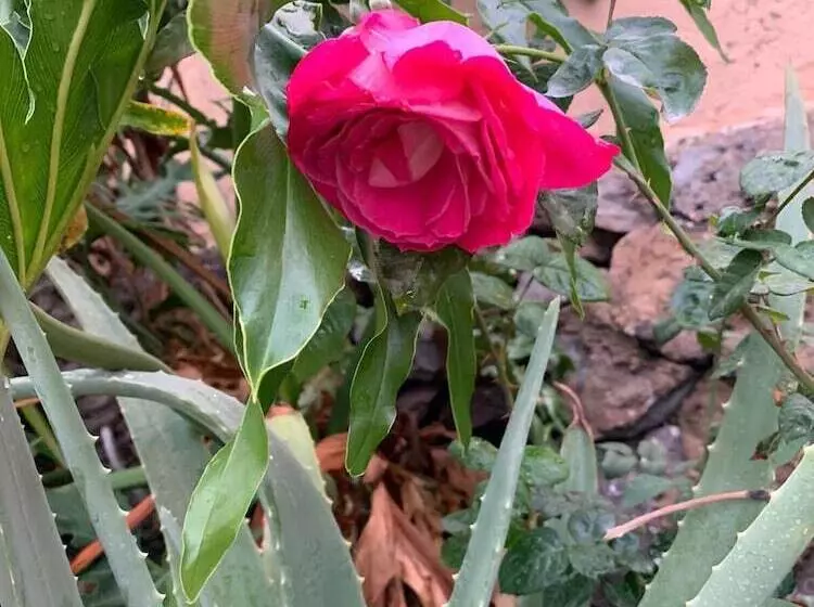 ベッドアンドブレックファースト Ziggys Mountain Retreat