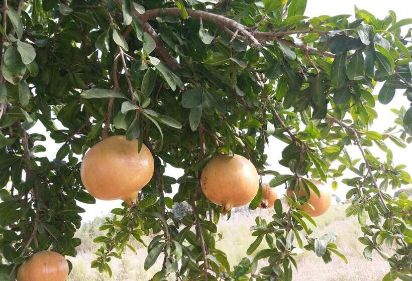 פנסיון Revaklı Ev Guest House